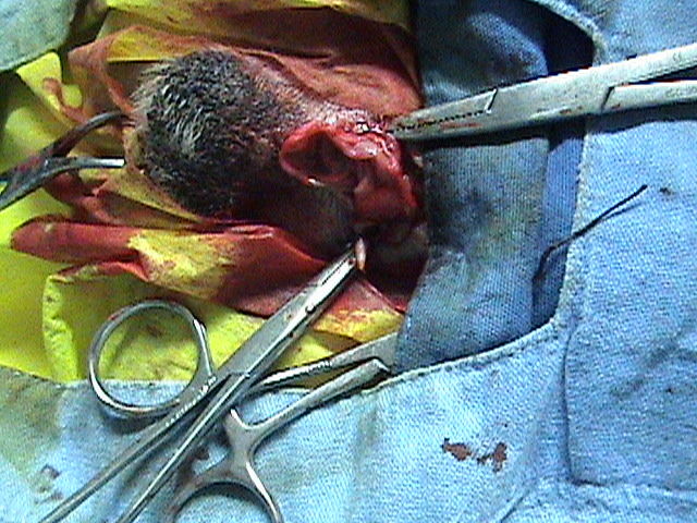 Se realizan las ligaduras y se extirpan los testiculos, se cauterizan ambos muñones.