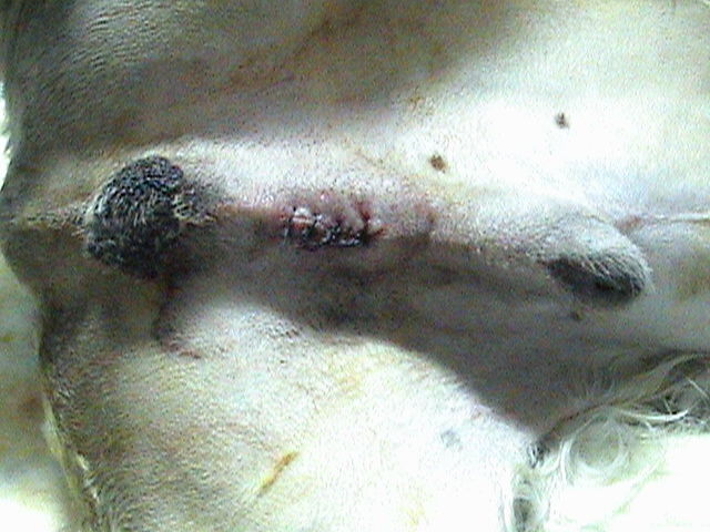 Se sutura la piel y listo. SCOOBY regresará con su familia.