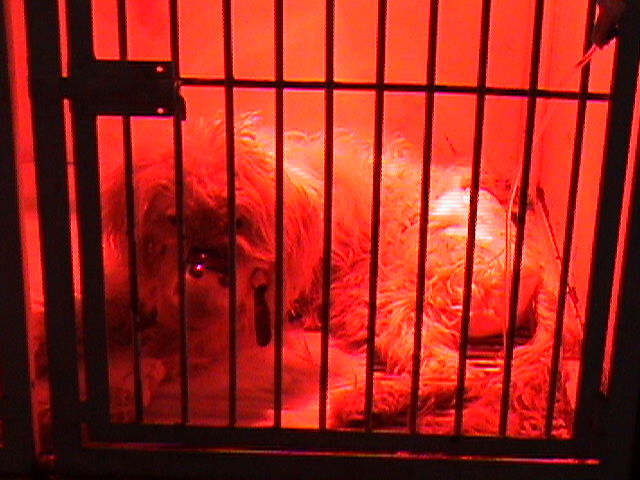 Por la deshidratación e hipotermia, 