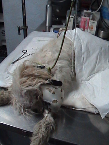 Presenta vómito y diarrea con sangre.  Sus dueños lo lanzaron a la calle.