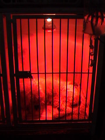 Una vecina de sus dueños lo rescato y le brindó ayuda.